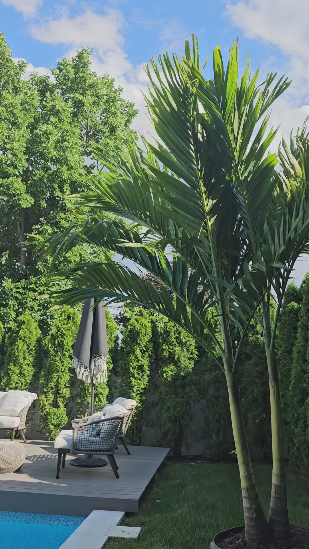 Identity direct christmas