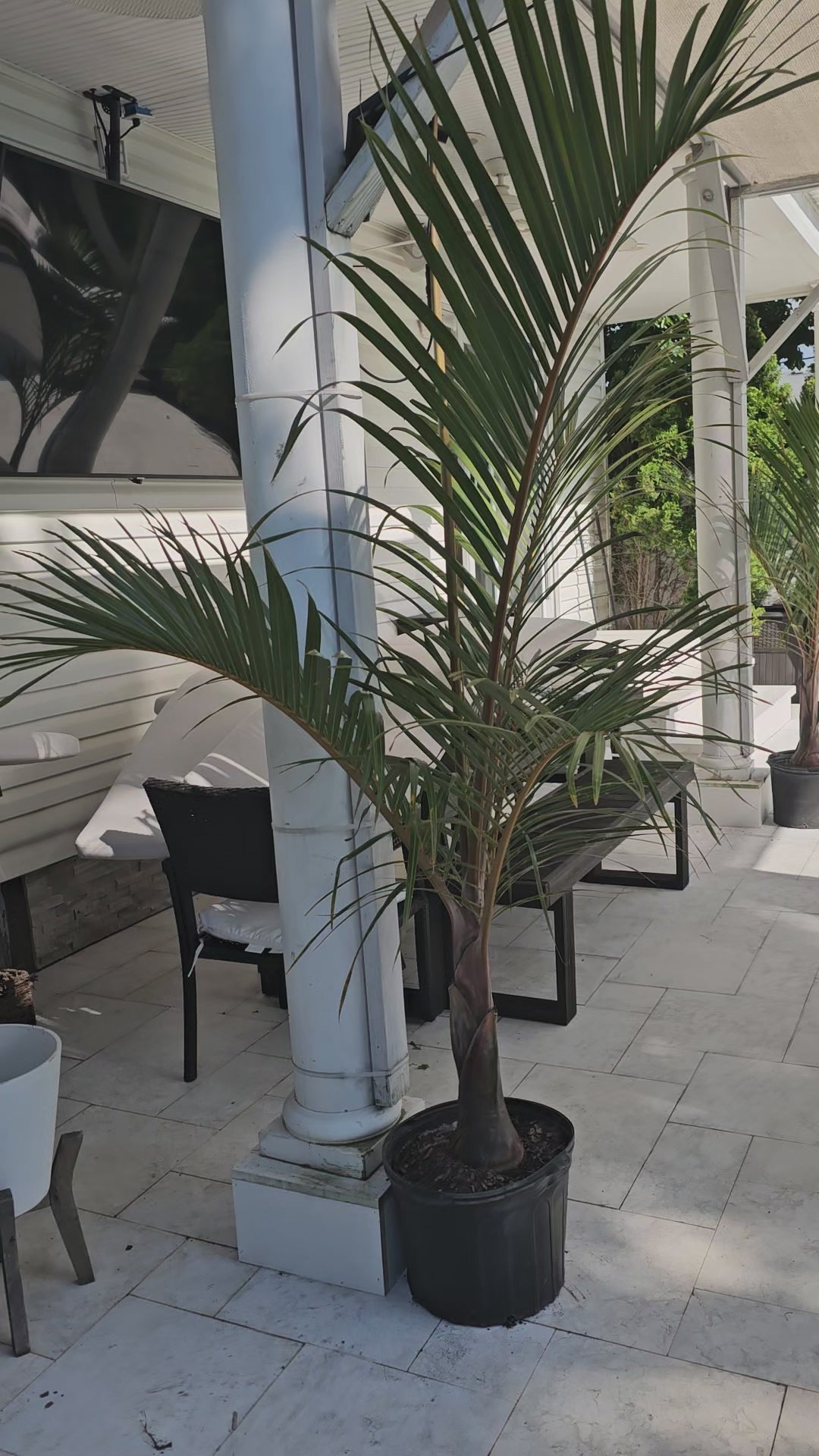 Spindle Palm Tree | Spindle Palm | Palms Direct | Palms Direct