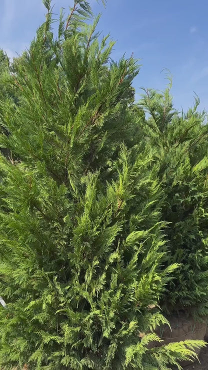 Leyland Cypress: 5-6 Feet