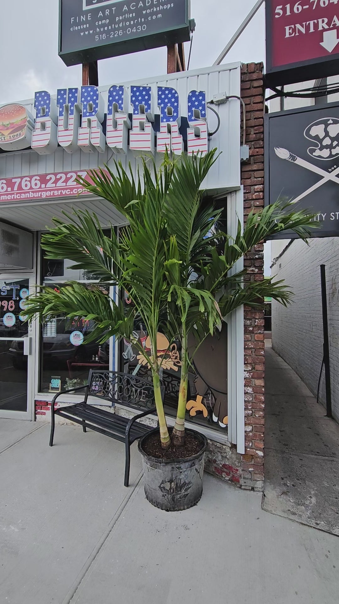 Christmas Palm Tree | Adonidia Palm | Palms Direct | Palms Direct