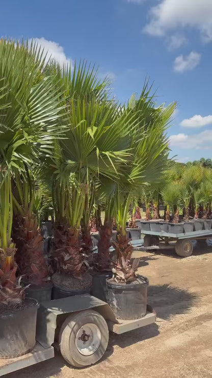 Washingtonia (Mexican Fan Palm)