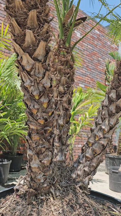 Robellini Palm (Pygmy Date Palm) MOST POPULAR!