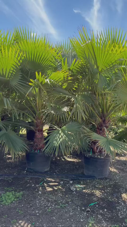 Washingtonia (Mexican Fan Palm)