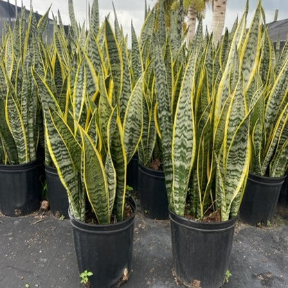 Indoor Sansevieria Snake Plant in Black Growers Pot: 1-2 Feet Tall