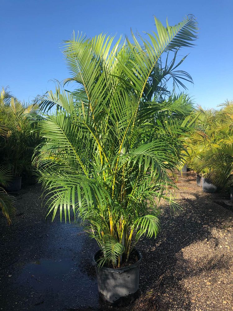 Areca Palm Tree | Plants for Home | Palms Direct