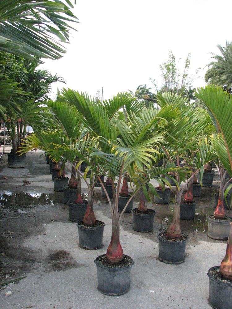 Bottle Palm Plant | Hyophorbe lagenicaulis | Palms Direct