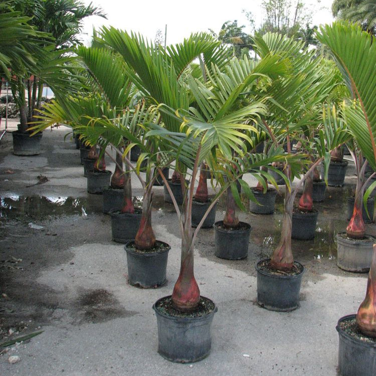 Bottle Palm Plant | Hyophorbe lagenicaulis | Palms Direct