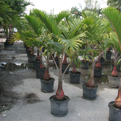 Bottle Palm Plant | Hyophorbe lagenicaulis | Palms Direct