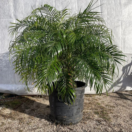 Robellini Palm Tree | Dwarf Date Palm | Palms Direct