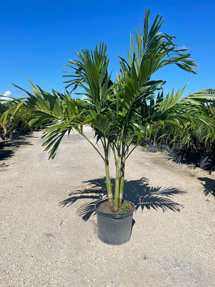 Christmas Palm (Adonidia Palm) MOST POPULAR!