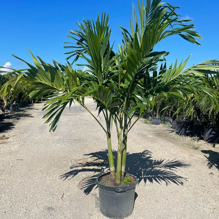 Christmas Palm Tree Adonidia Palm Palms Direct Palms Direct