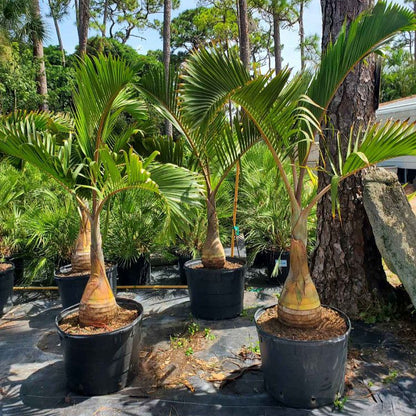 Bottle Palm Plant | Hyophorbe lagenicaulis | Palms Direct