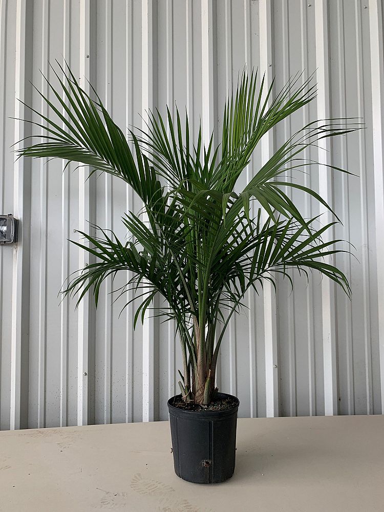 Majesty Palm Indoor | Majesty Palm | Palms Direct