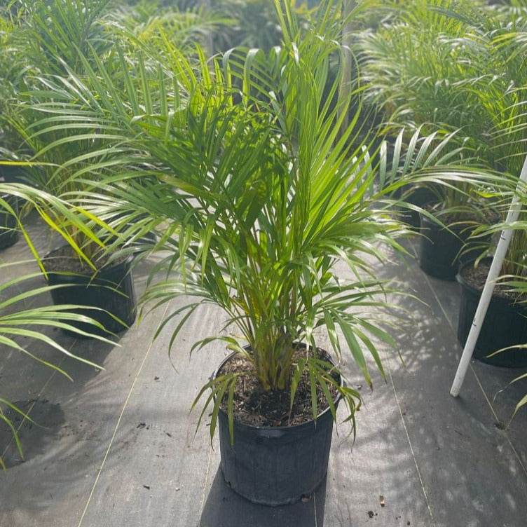 Areca Palm Tree | Plants for Home | Palms Direct