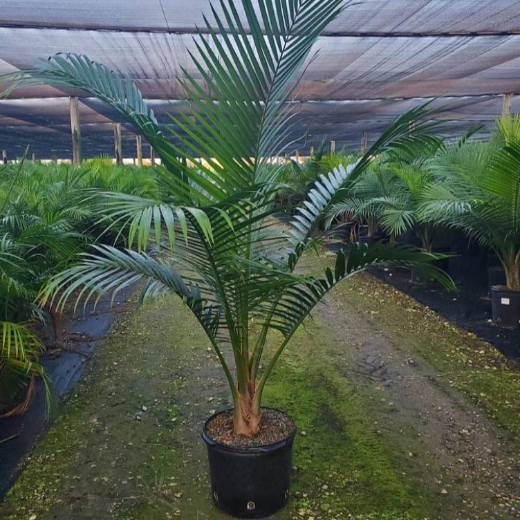 Majesty Palm Indoor | Majesty Palm | Palms Direct