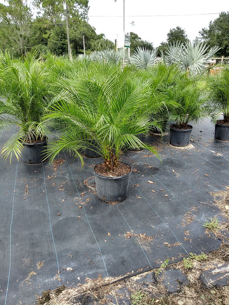 Robellini Palm Tree | Dwarf Date Palm | Palms Direct