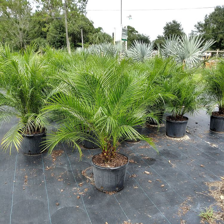 Robellini Palm Tree | Dwarf Date Palm | Palms Direct