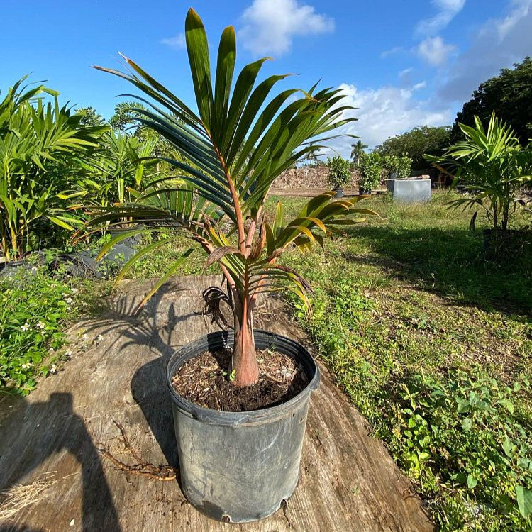 Hyophorbe lagenicaulis (Palmier bouteille) Pot de 40 litres - 140/160 cm  Couleur floraison Blanc Taille Pot de 5 litres – 60/80 cm