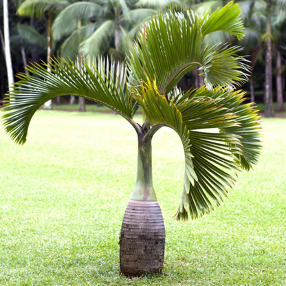 Bottle Palm Plant | Hyophorbe lagenicaulis | Palms Direct