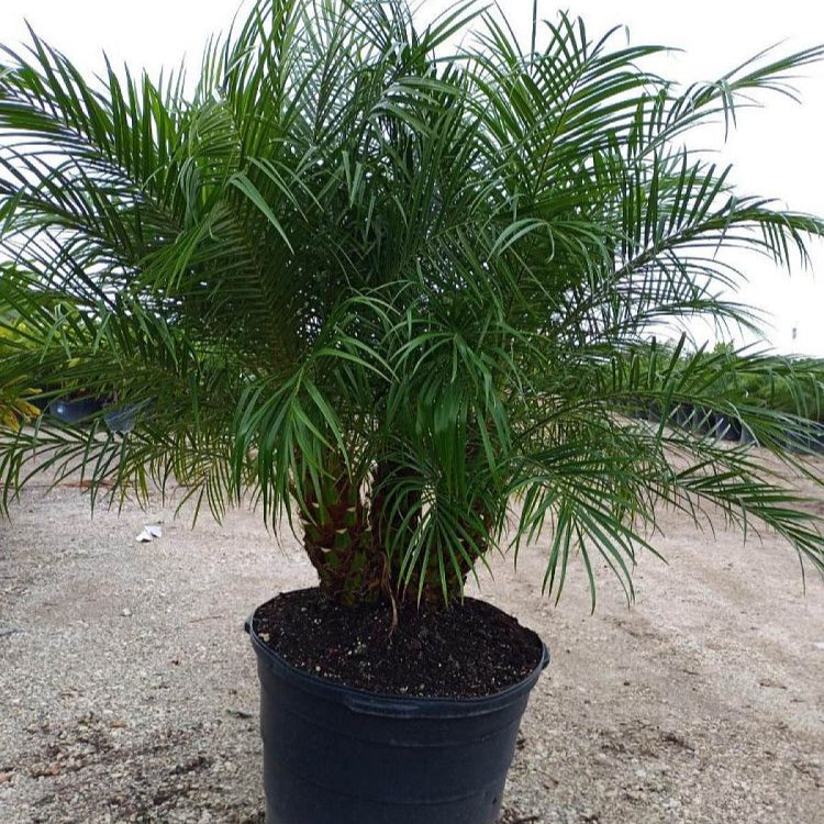 Robellini Palm Tree | Dwarf Date Palm | Palms Direct