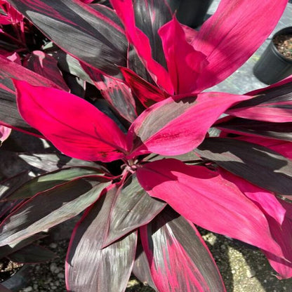 Red Sister Plant | Cordyline Fruticosa | Palms Direct