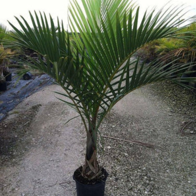 Spindle Palm Tree | Spindle Palm | Palms Direct