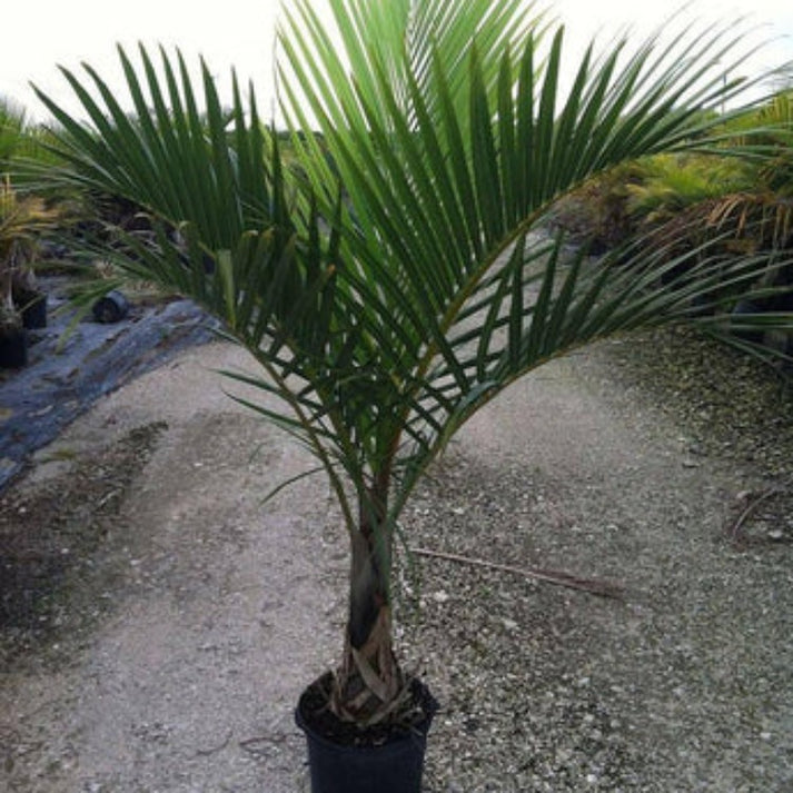 Spindle Palm Tree Spindle Palm Palms Direct Palms Direct